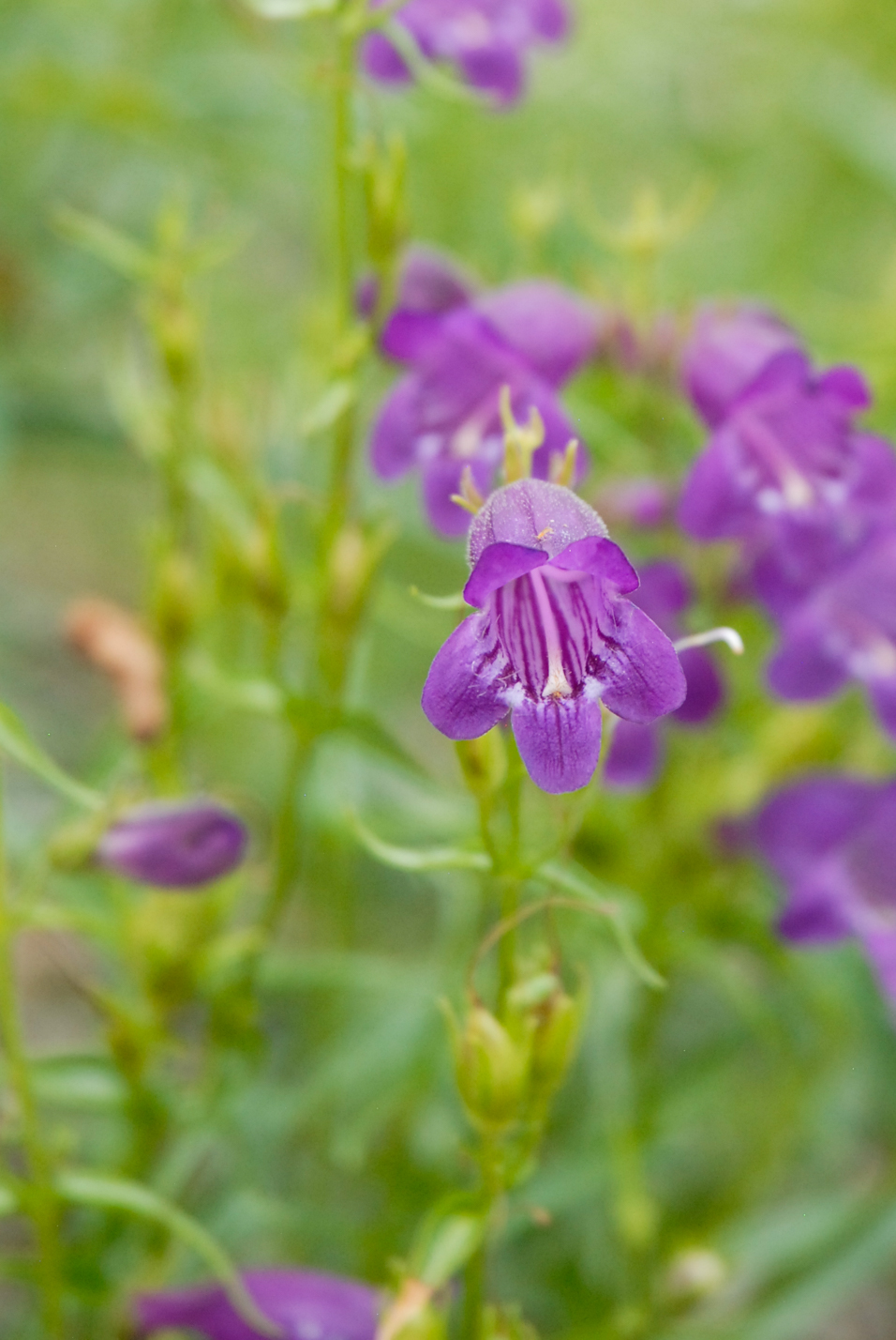 Pikes Peak Purple Penstemon